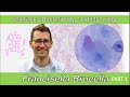 Francisella and brucella part 1  veterinary bacteriology and mycology