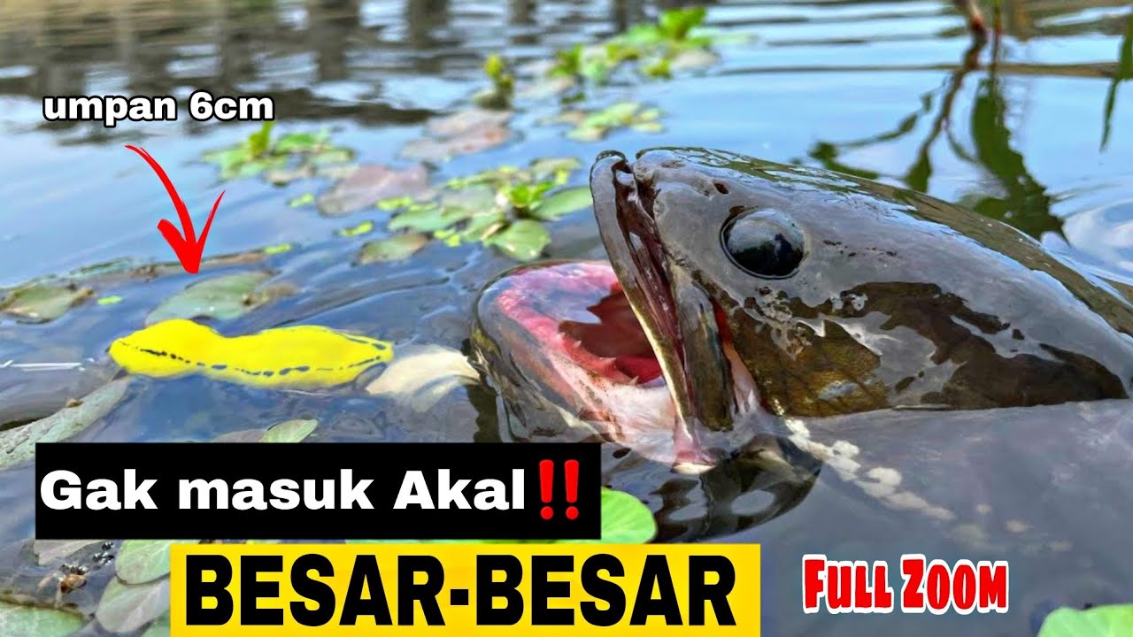 KUBANGAN IKAN GABUS MONSTER DILUAR NALAR‼️BABON SEMUA