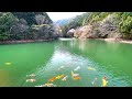 「清らかな水に映える錦鯉の美しさ｜大台町ダムのほとりで」