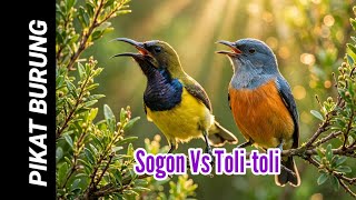 Pikat burung Sogon Vs Toli-toli