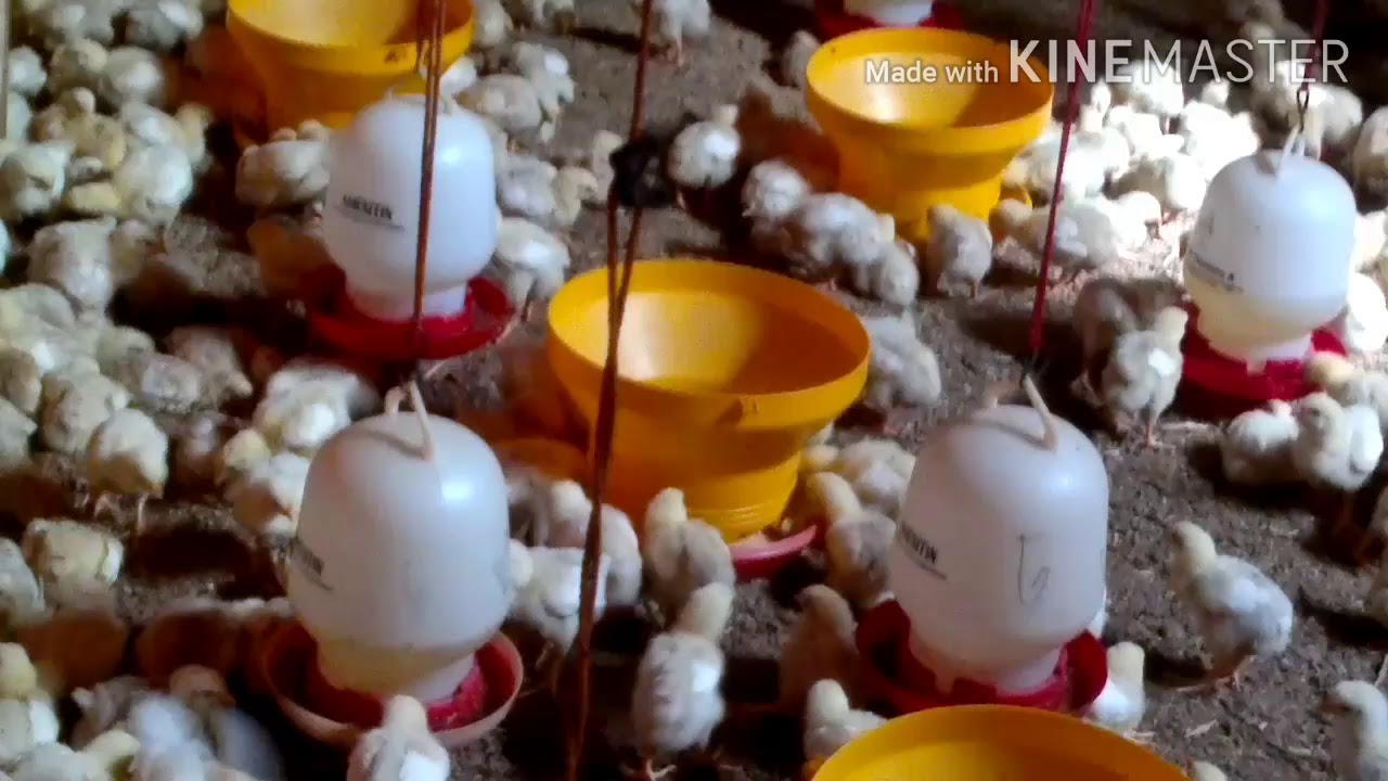 CARA MERAWAT AYAM BROILER DI UMUR 1-7 HARI 
