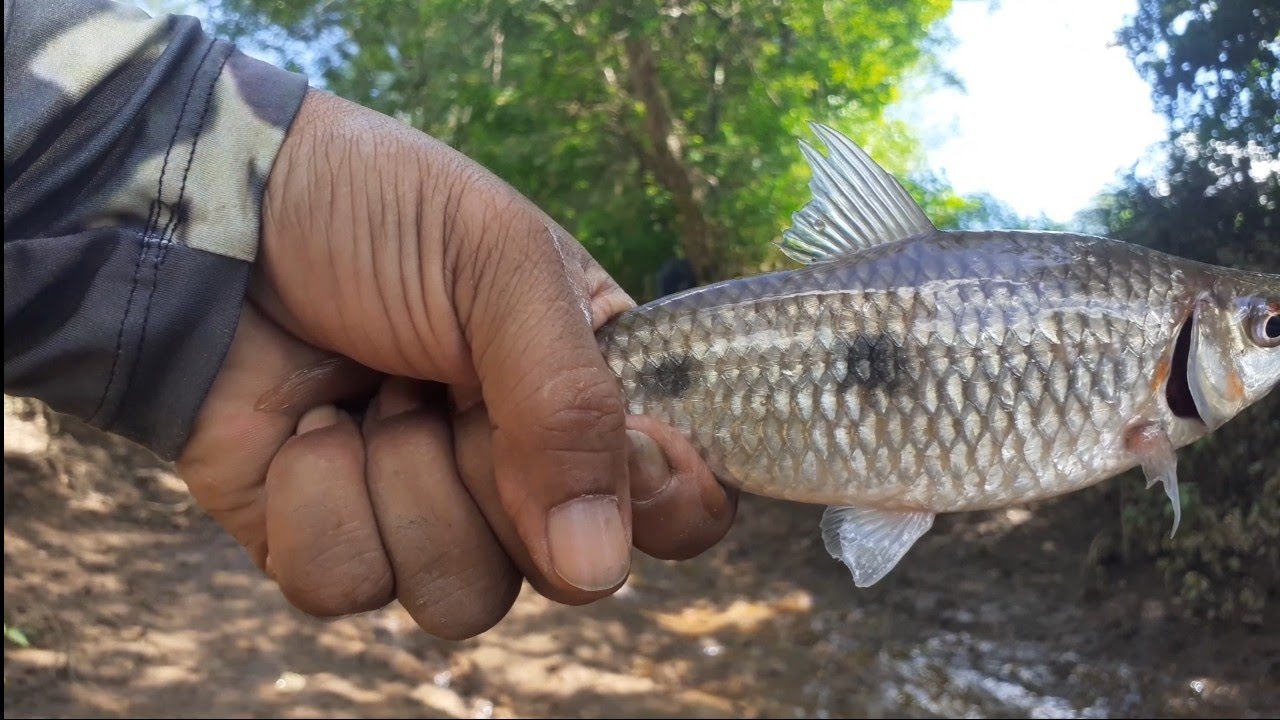 HOJE O PIAU ATACOU DE MAIS,SERÁ QUE DEU FRITO?#pescadores #piau #pescaria #pesca 