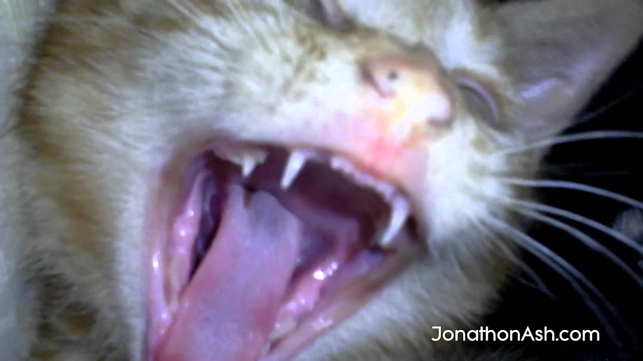 Big Kitty Roar Extreme Close Up
