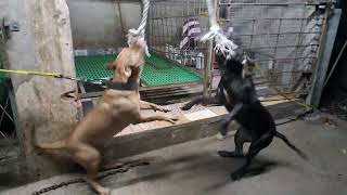 Ninja 43 & Sparrow 43