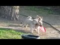 Norwegian Buhund pups 7-8 weeks old の動画、YouTube動画。