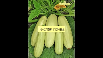 Почему кабачки не растут???