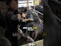 mitos sapi wagyu #sapi #steak #wagyu #shorts