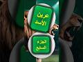 عرين الأسد الجزء السابع قصص خيالية قصص وروايات ذكاء اصطناعي اقتباسات 