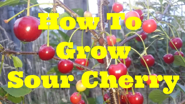 How To Grow Morello Sour Cherry | The Movie
