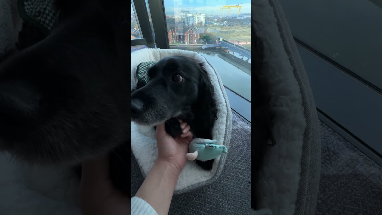 Pet-friendly stay with river views | Hilton Belfast 🌉