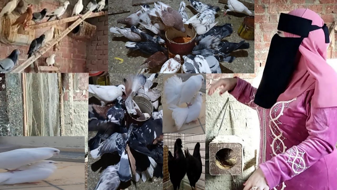 فؤائد الملح الرهيبه للحمام بتزود في إنتاج البيض كيس واحد بجنيه جبار 😮