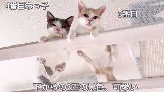 リビングデビューした頃 さばちゃんとツナちゃん kitten on catwalk