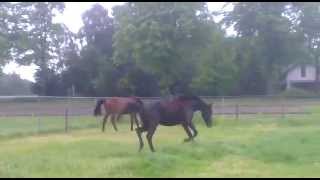 2 Year Old Stallion Valdez X Goodtimes