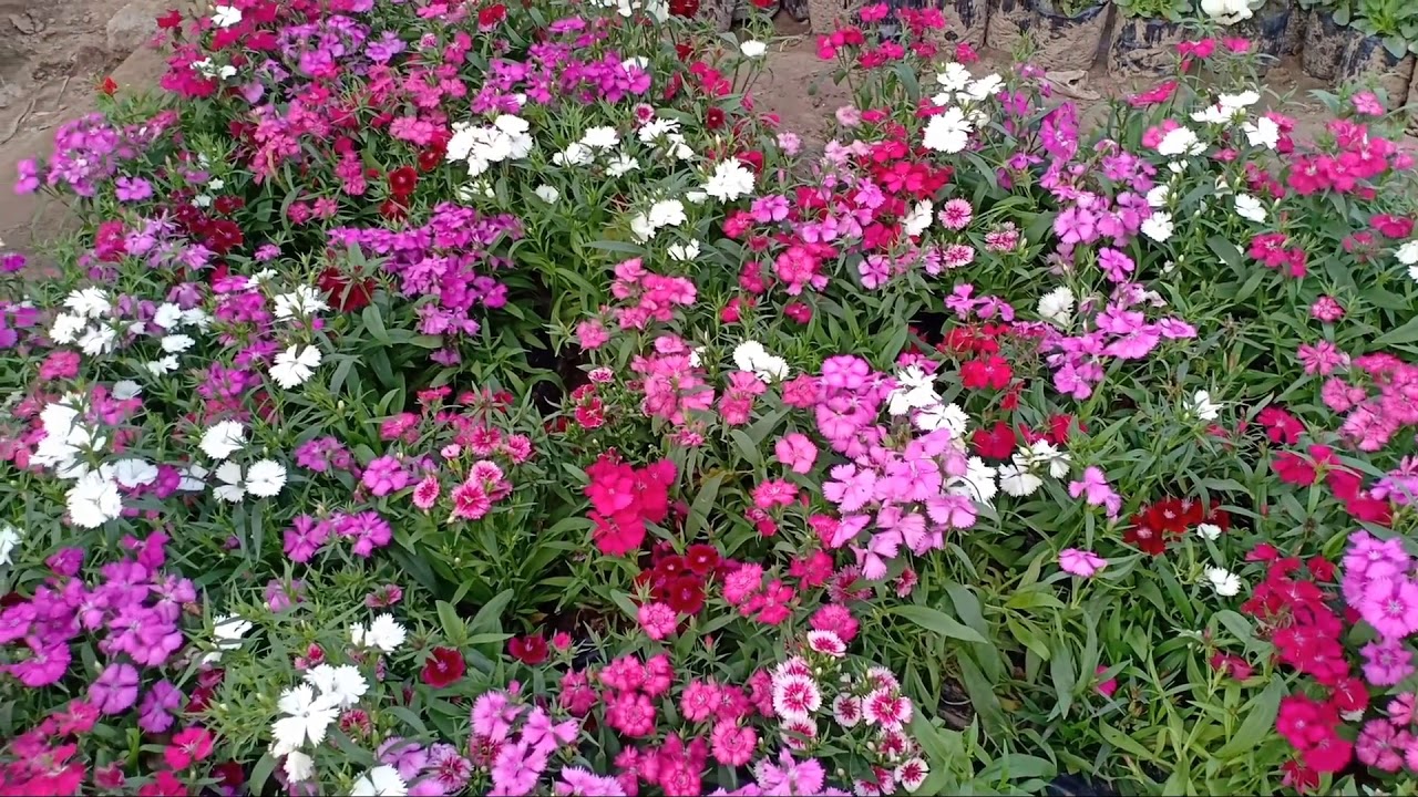 How to grow and care Dianthus plant ll beautiful winter flower plant