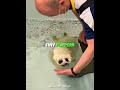 Baby Seal First Time Swim 🥺🐋 #shorts