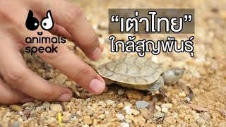 Animals Speak [by Mahidol] เต่าไทยใกล้สูญพันธุ์
