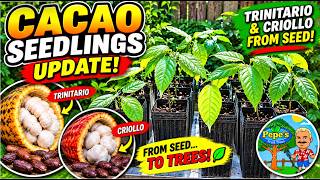 Cacao Trees for Sale in Florida! 🌱 Trinitario & Criollo Cacao Plants | Davie, FL