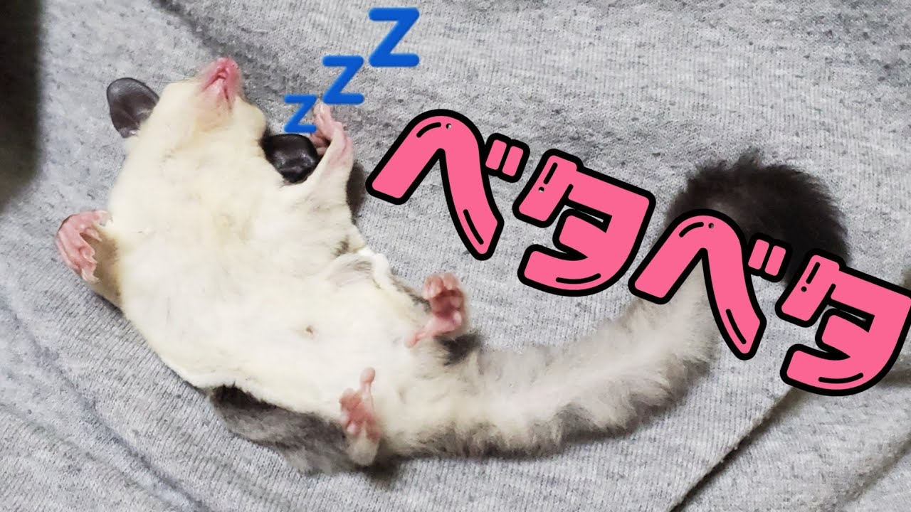 【野生とは…】ベタ慣れを通り越してベタベタなフクモモに密着【SugarGlider】