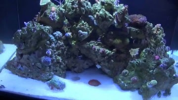 90 gallon Chemi Clean after effects