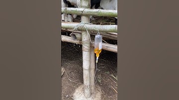 Intravenous injection in Goat #shortvideo #animals #farming #video #vet #viralvideo #trending