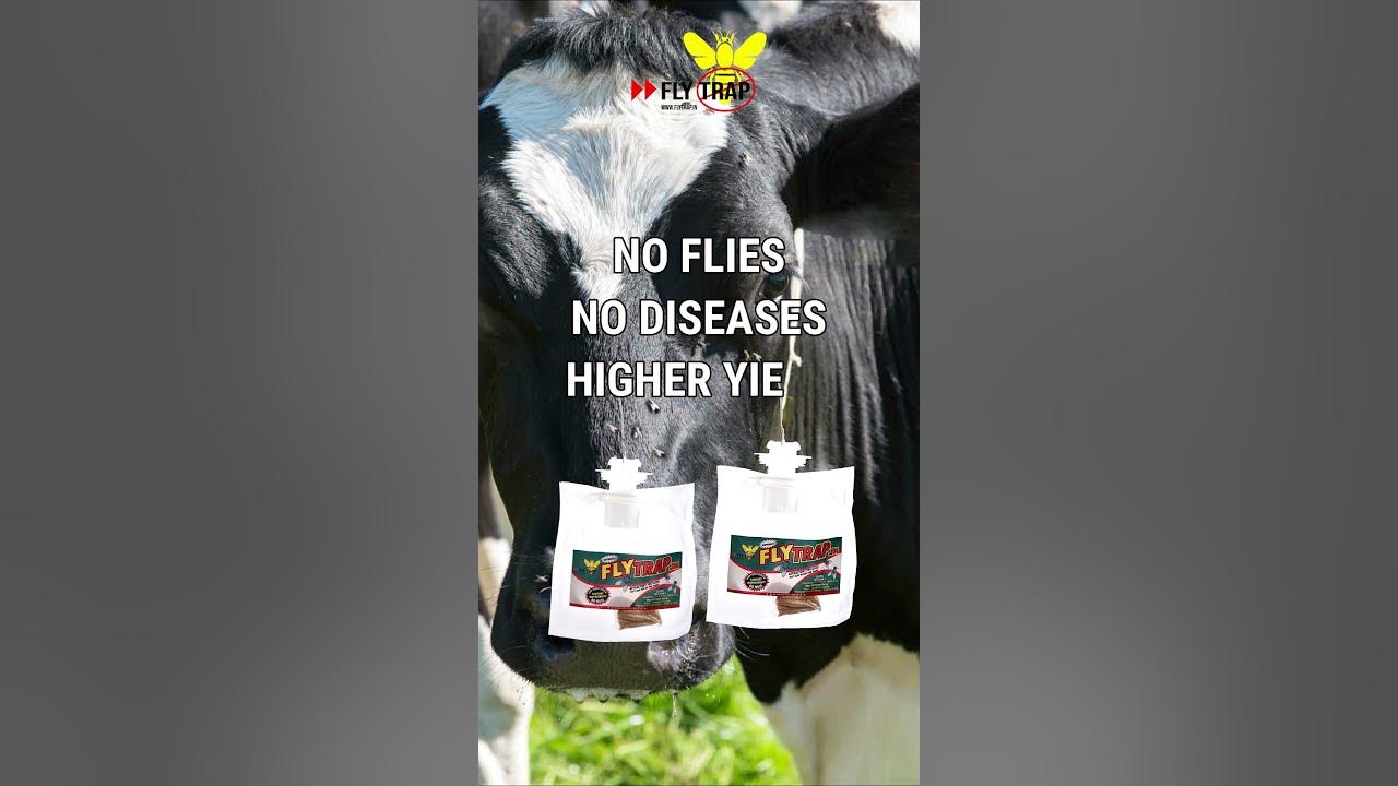 Organic Fly Trapping Solution To Get Rid of Flies from Your Cattle