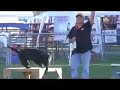 Hunting dog training drills - Labrador Retriever