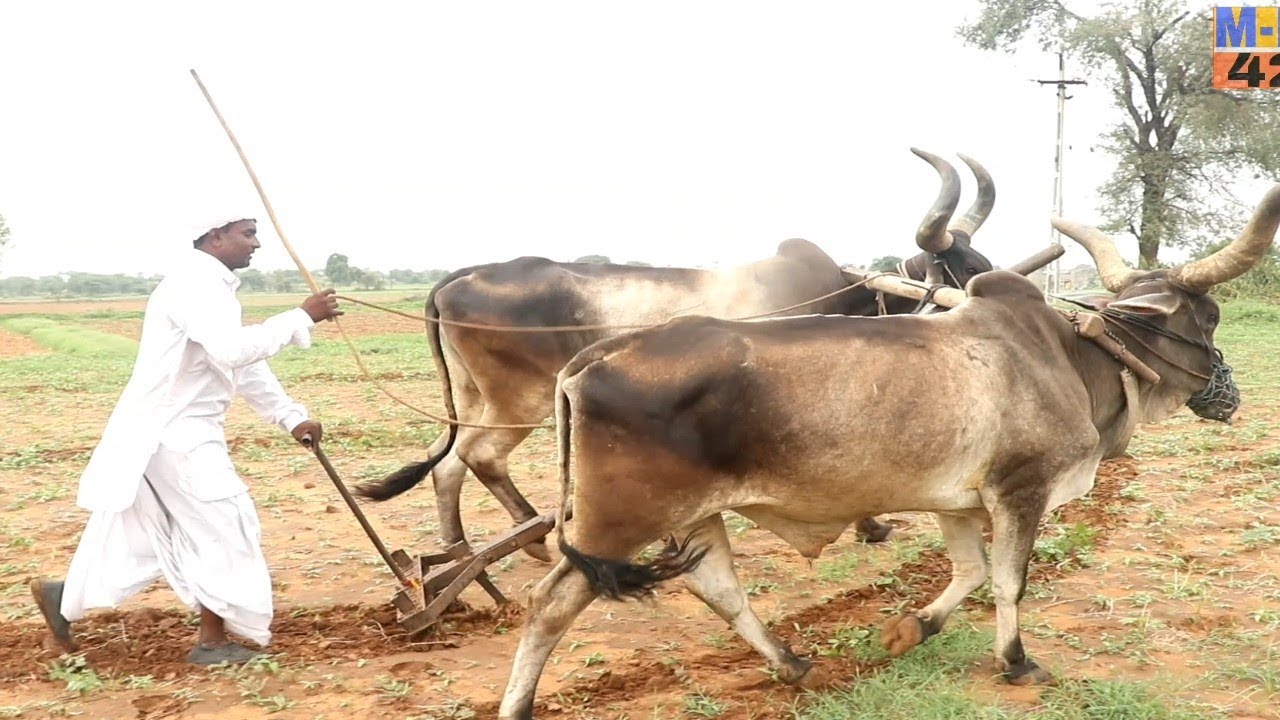 રાકેશજીએ નિર્દયી શેઠનો કર્યો દાવ | RAKESHJI A NIRDAYI SHETH NO KARYO DAAV | NEW COMEDY VIDEO
