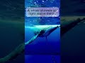 Open Ocean Suddenly Comes Alive