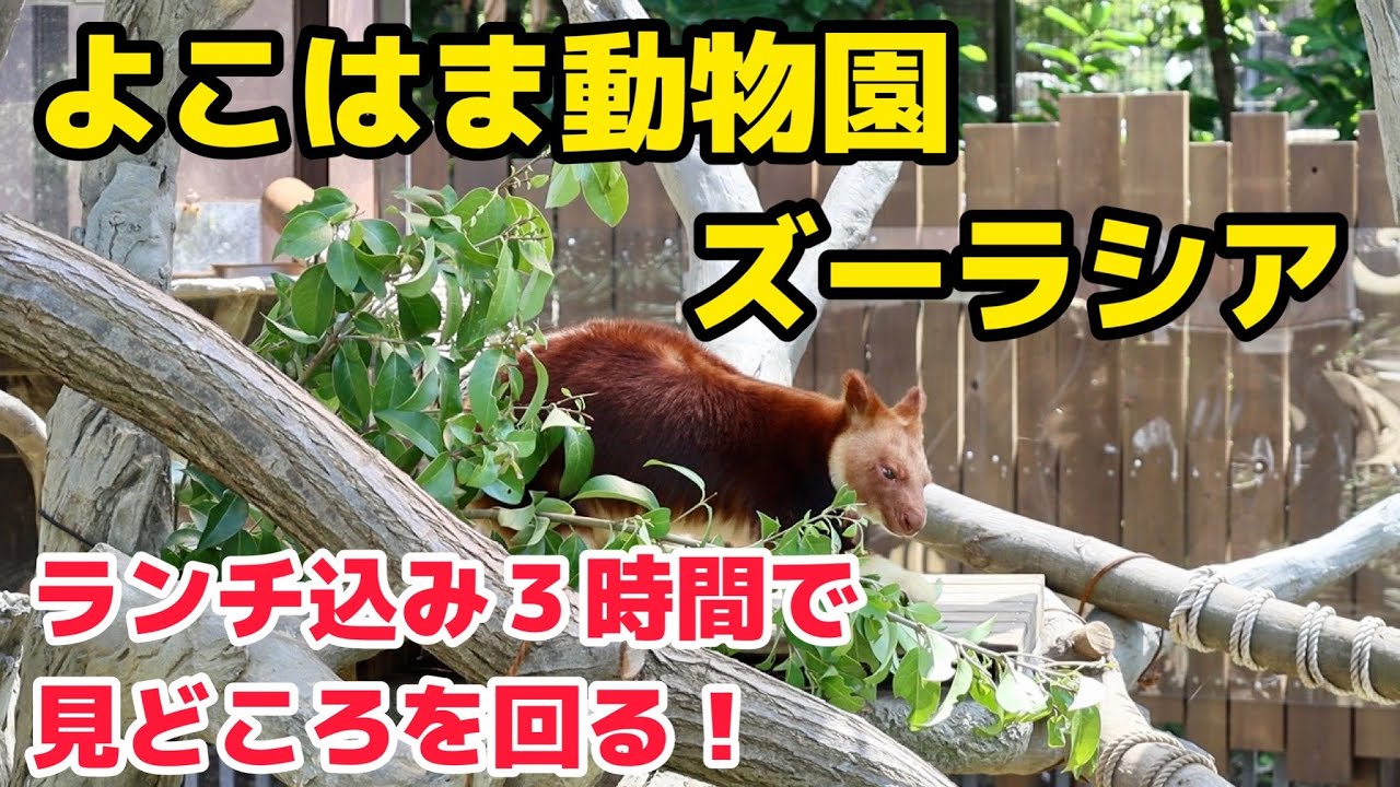 【おでかけ動画】見どころを3時間で回る！　よこはま動物園ズーラシア