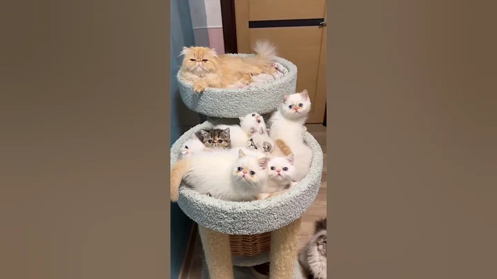 Watch the video about @meow_kingdom.1 #cat #catcute #catlover #cuteanimal #kitten #cute #pets #funny #kitty #cutecat