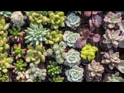 Vídeo: Sementes Suculentas: Como São As Sementes E Como Plantá-las? Regras Para O Cultivo De Suculentas A Partir De Sementes