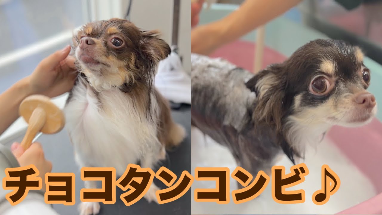 チョコタンカラーのチワワのシャンプータイム♪（チコちゃん）（ルカ  