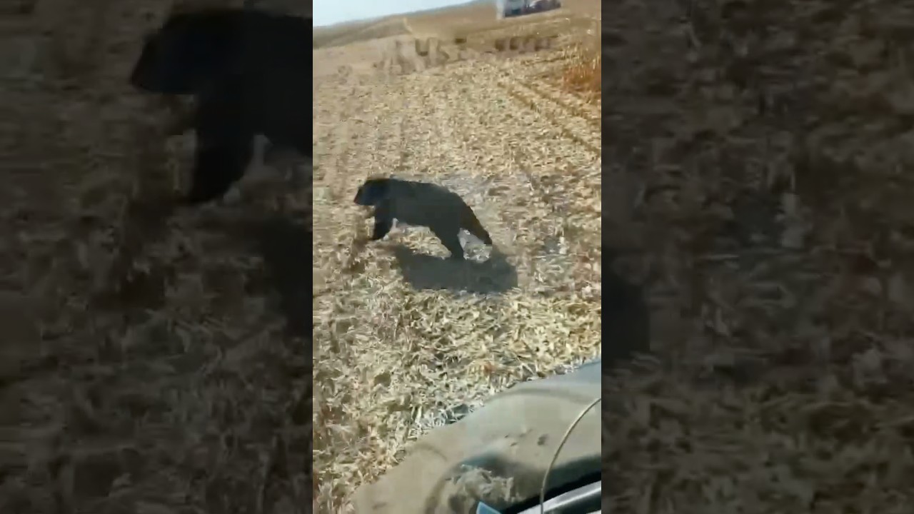 CLOSE CALL! Bear almost gets ran over 