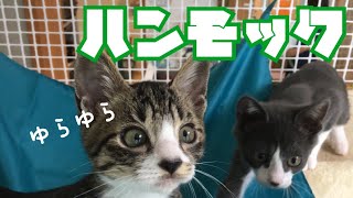 猫用ハンモックを購入して大型ケージに取り付けてみた。