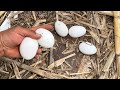 Farm Life | Satisfying harvesting ducks eggs, chicken eggs on the farm