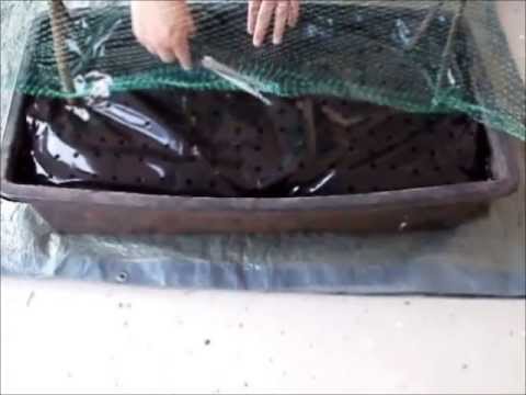 Video: Uzgajanje Krastavaca Na Balkonu
