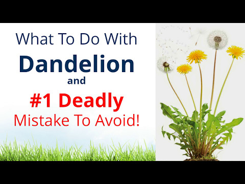 Видео: Dandelion-ийг цаасан дээрээс хэрхэн яаж хийх вэ