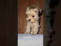 Pets Suscribete Puppy Pets Prettyfunny Cachorrosdivertidos Cutepuppy Pets Suscribete Puppy Pets Prettyfunny Cachorrosdivertidos Cutepuppy
