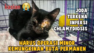 Waspada ! Infeksi Mata Chlamydia Pada Kitten Bisa menyebabkan Kebutaan Sampai Pengangkatan Bola Mata by Bubu Story The Cat 637 views 3 months ago 9 minutes, 53 seconds