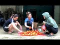 Harvest tomatoes in large quantities to sell  journey to make money and build a farm