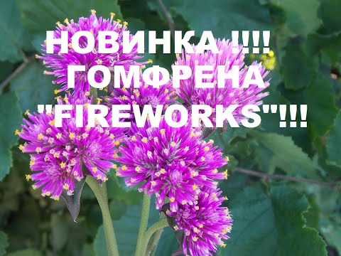 ВЫРАСТИЛА НОВУЮ ГОМФРЕНУ!!!