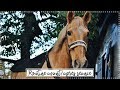 ROUTINE AVANT/APRÈS SÉANCE - poney non tondu 🐻