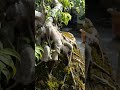 Root Exposed Ficus Bonsai Tree | #bonsai #ficus #rootexposed
