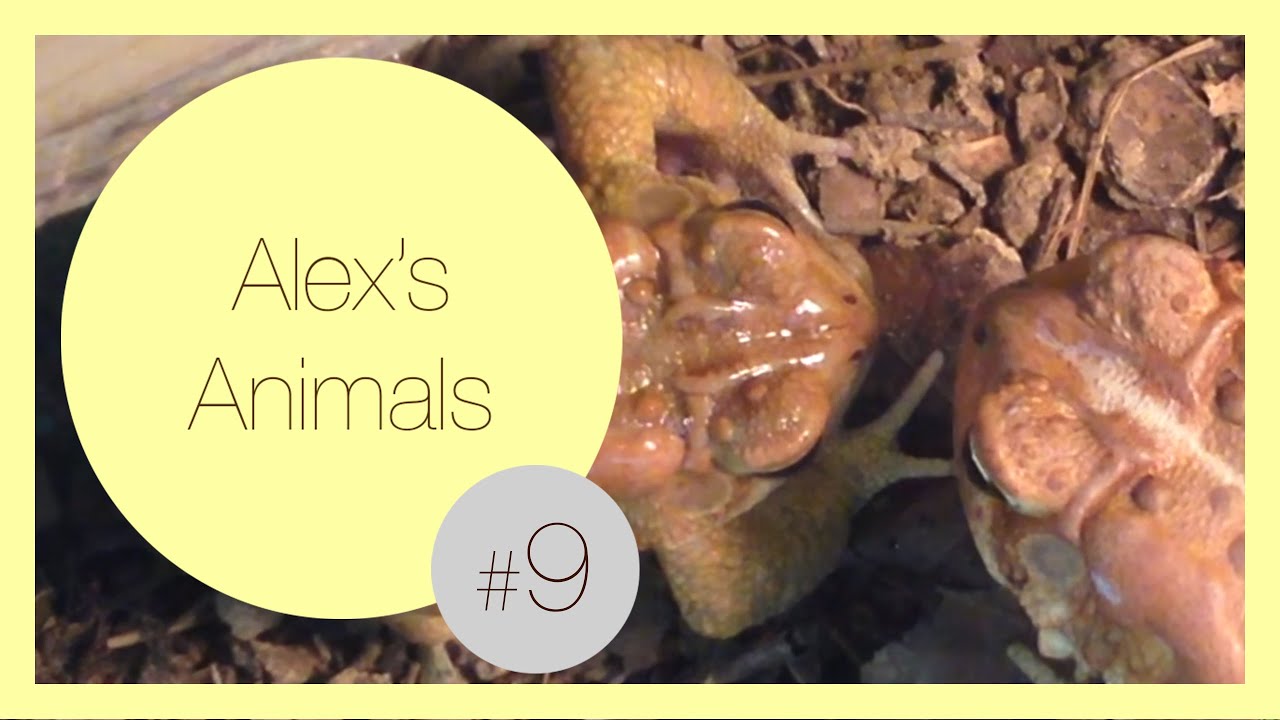 amphibians nedir Shedding American Toad | NCNN