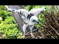 Baby Hawk Calls Mom to Protect When It's Raining (15) – Little Bird Try to Fly Out of the Nest E146