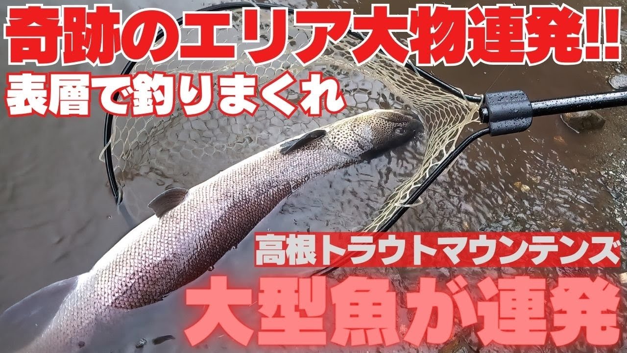 大物連発！夢のエリア誕生！50オーバーが連発！これ以上釣れるエリアはない！凄いぞ 高根トラウトマウンテンズ！釣り場紹介から攻略方法まで紹介します。７分１６秒くらいから　釣りスタートします。