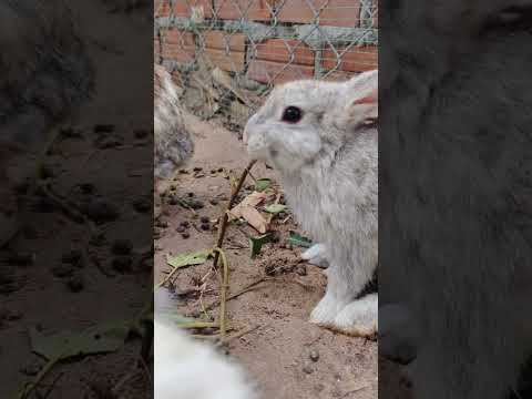 #bunny #cuteanimal #cute #rabbit #cutepet #animals #rabbitrabbit #cutepuppy