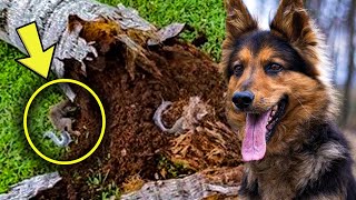 كلب بوليسي ظل ينبح على احد الاشجار وقد عثر الرجل بداخلها على اكثر بكثير من مجرد خشب