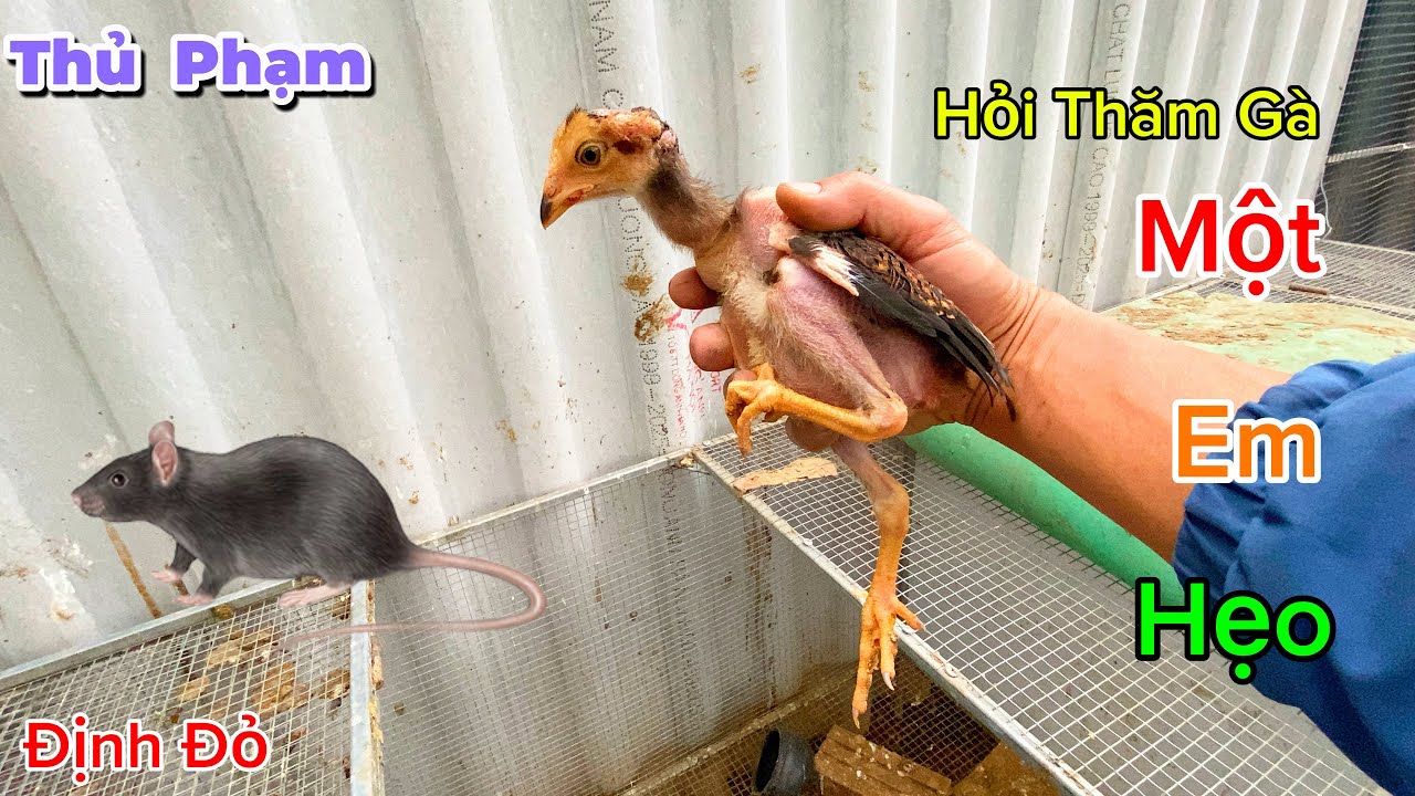 Không Thấy Chuột Vào Hỏi Thăm Gà Mà Không May Lại Thấy Em Gà Đi Vào Và Làm Thêm Cửa Chuồng 