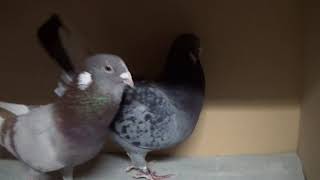 My adana dewlap pigeon breeding pairs 2018